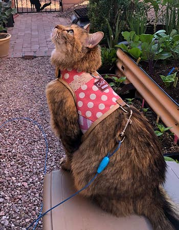Reviewer image of back view of brown long haired cat with product on in pink and white polka dot print