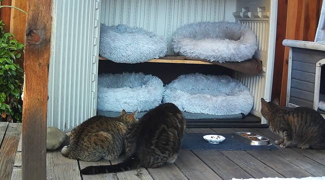 A set of cats examining the garden shed