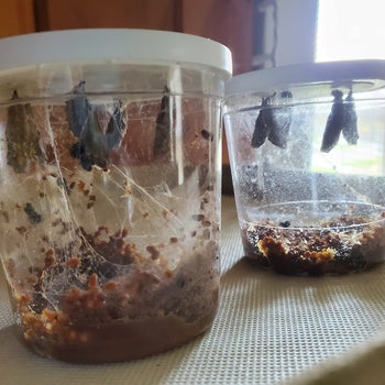 Two containers filled with caterpillar food and multiple chrysalises hanging from the top