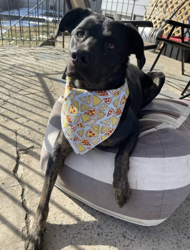 reviewer image of their black dog with a pizza print bandana around their neck
