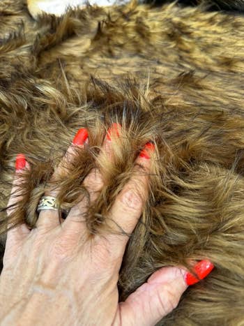 A manus  with reddish  manicured nails and golden  ringing  mildly  grasps soft, fluffy faux fur fabric