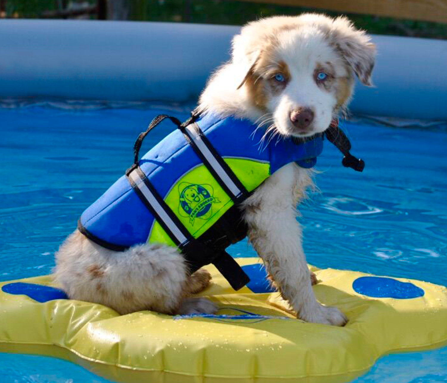 Small puppy on blue and yellow float in a blue in a blue and green dog life jacket
