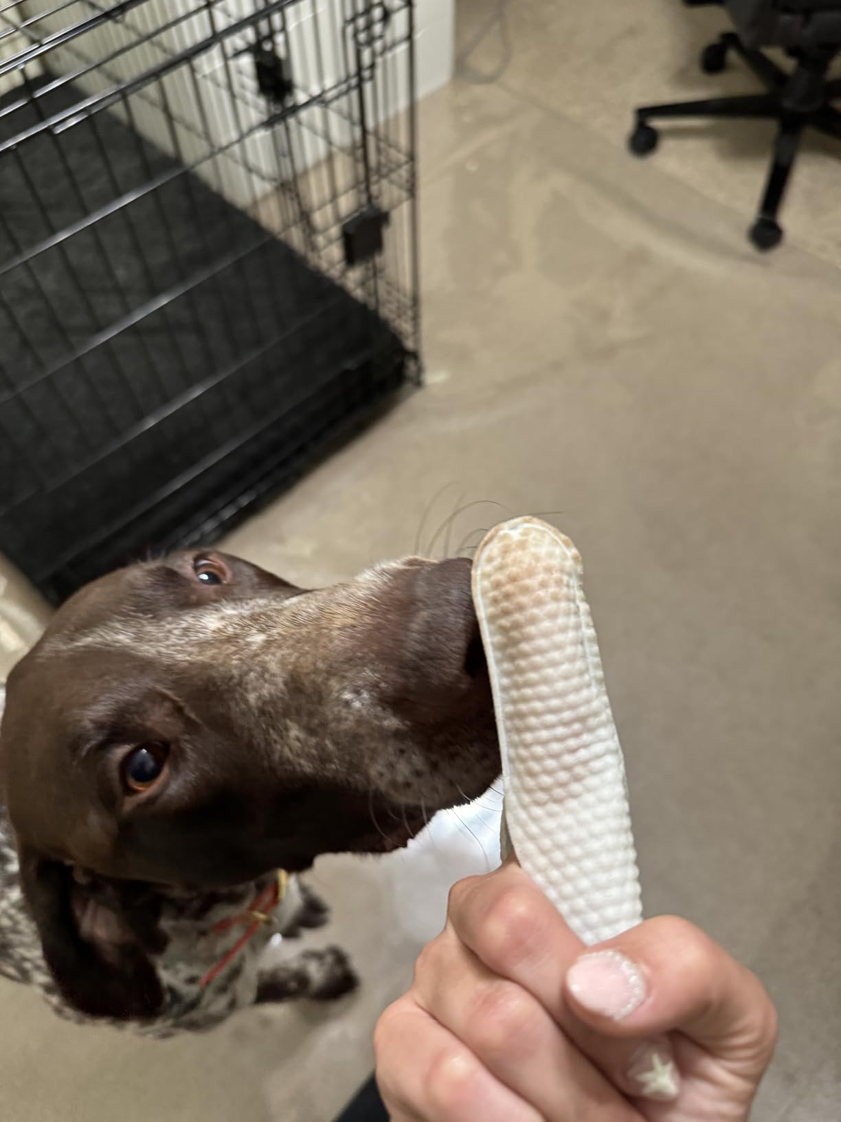 finger wearing utilized  canine  receptor  cleaning hitch   adjacent   a dog