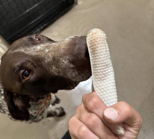 finger wearing utilized canine receptor cleaning hitch adjacent a dog