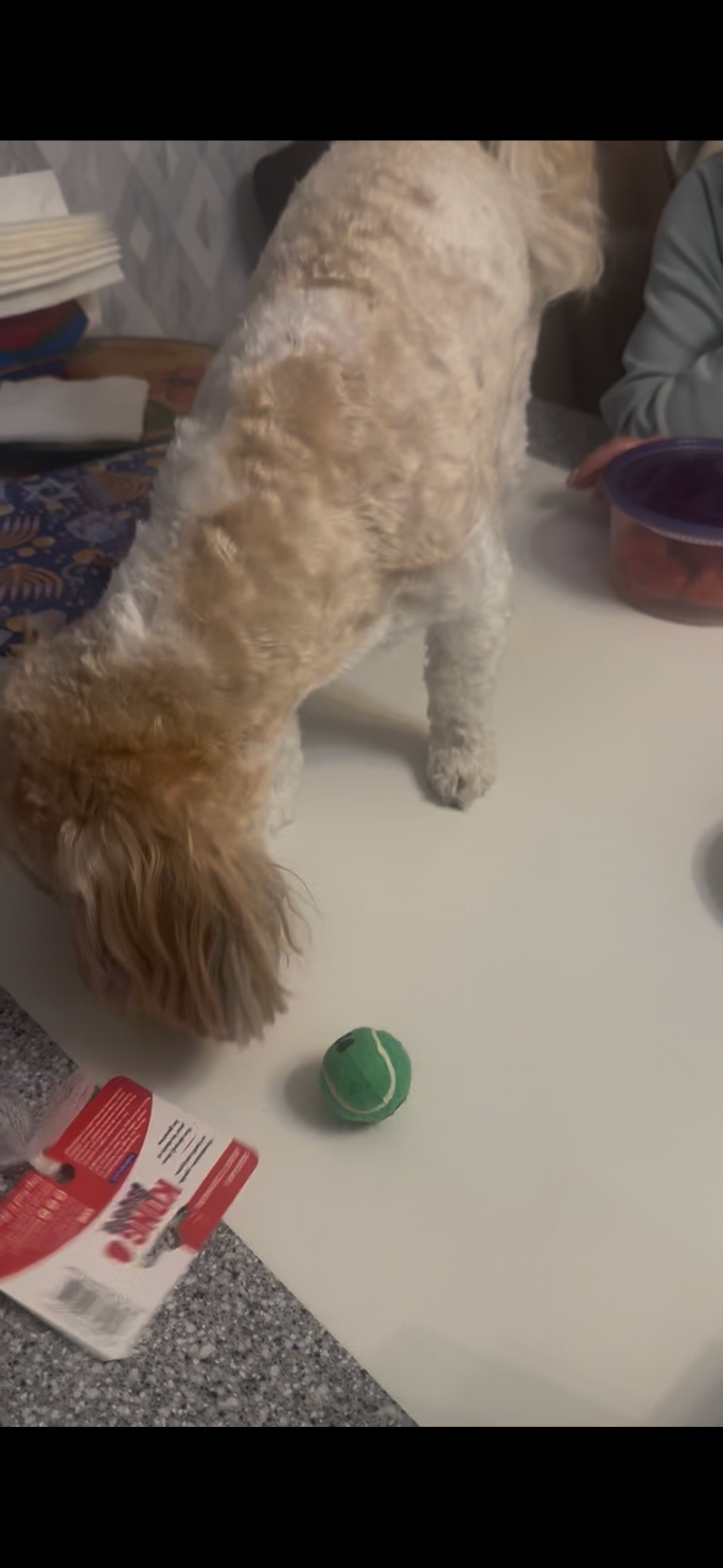 Dog connected  array  sniffing a tennis shot  adjacent   a package, with textiles and containers successful  the background