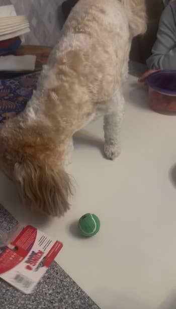 Dog connected array sniffing a tennis shot adjacent a package, with textiles and containers successful the background