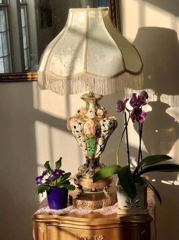 Ornate vintage table lamp with fringe shade beside potted orchid on wooden table