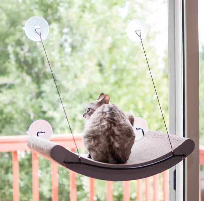 a cat sitting on a window hammock