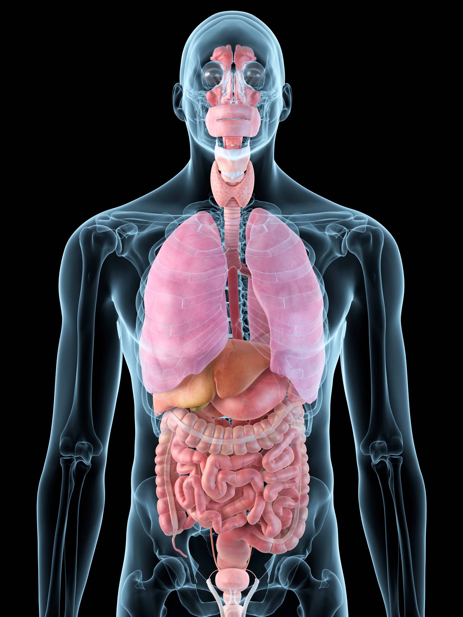 Anatomy of the Pelvis Quiz