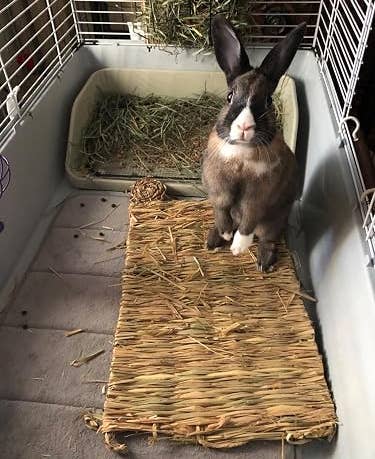 Rabbit successful a cage lasting connected a woven mat with hay and a hay holder successful the background