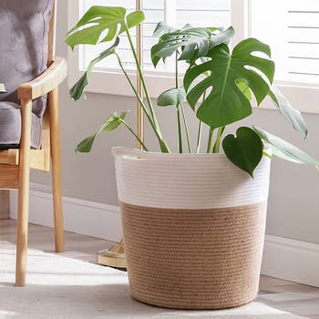 basket being used to store large monstera plant