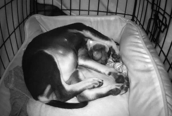 Reviewer's Petcube camera showing their puppy sleeping safe and sound in their crate