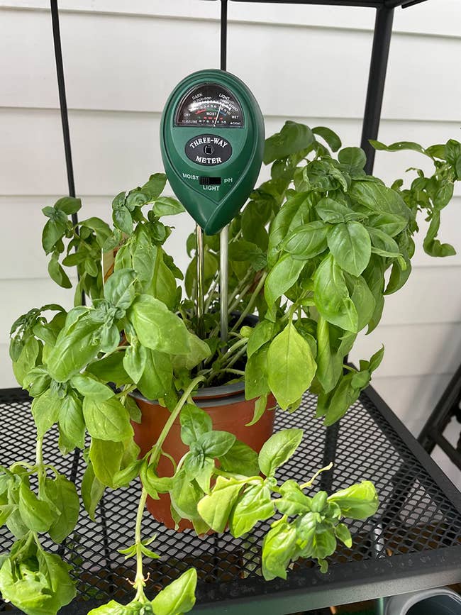 a soil meter in a basil plant outside