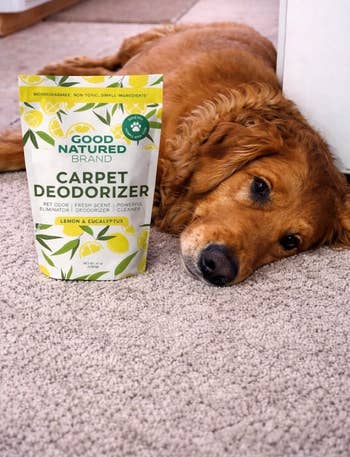 Dog lying connected carpet adjacent to a container of