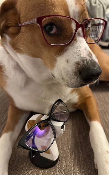 Dog wearing glasses adjacent  to a woody  glasses holder that looks similar  the aforesaid  canine  with glasses connected  its chemoreceptor  