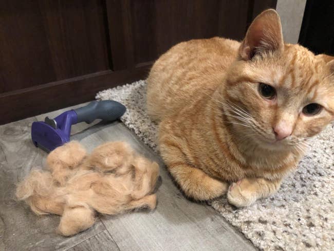 reviewer's cat next to brush and huge pile of hair it took off