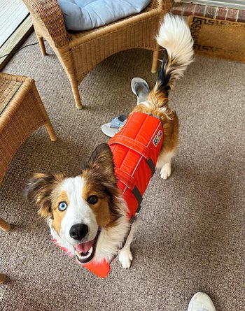 A reviewer's Aussie puppy wearing the orange jacket