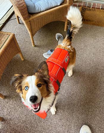 A reviewer's Aussie puppy wearing the orange jacket