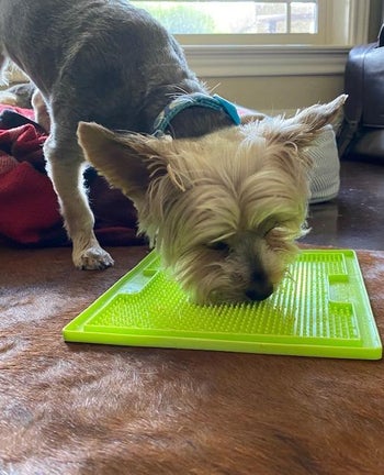 a reviewer's Yorkie using a green lick mat