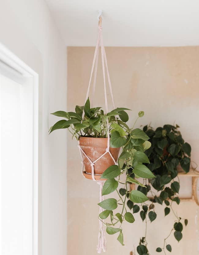 pink macrame hanger being used to hang a potted plant from the ceiling