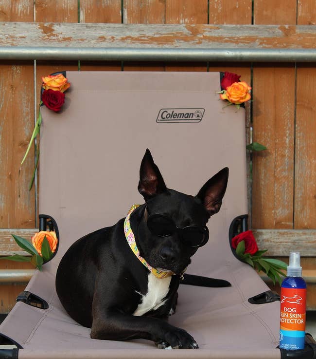 Dog wearing sunglasses sits on a chair beside dog sunscreen, promoting pet-safe products