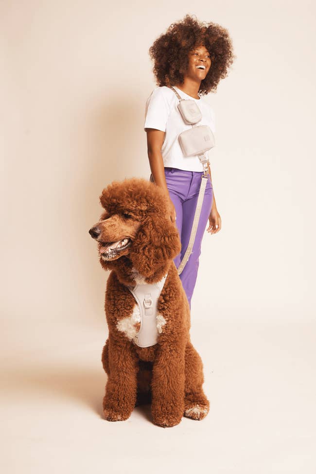 a model wearing the dog accessory bundle with harness on a big dog in silver