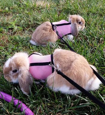 two fluffy brown and white buns with pink harnesses around them on grass