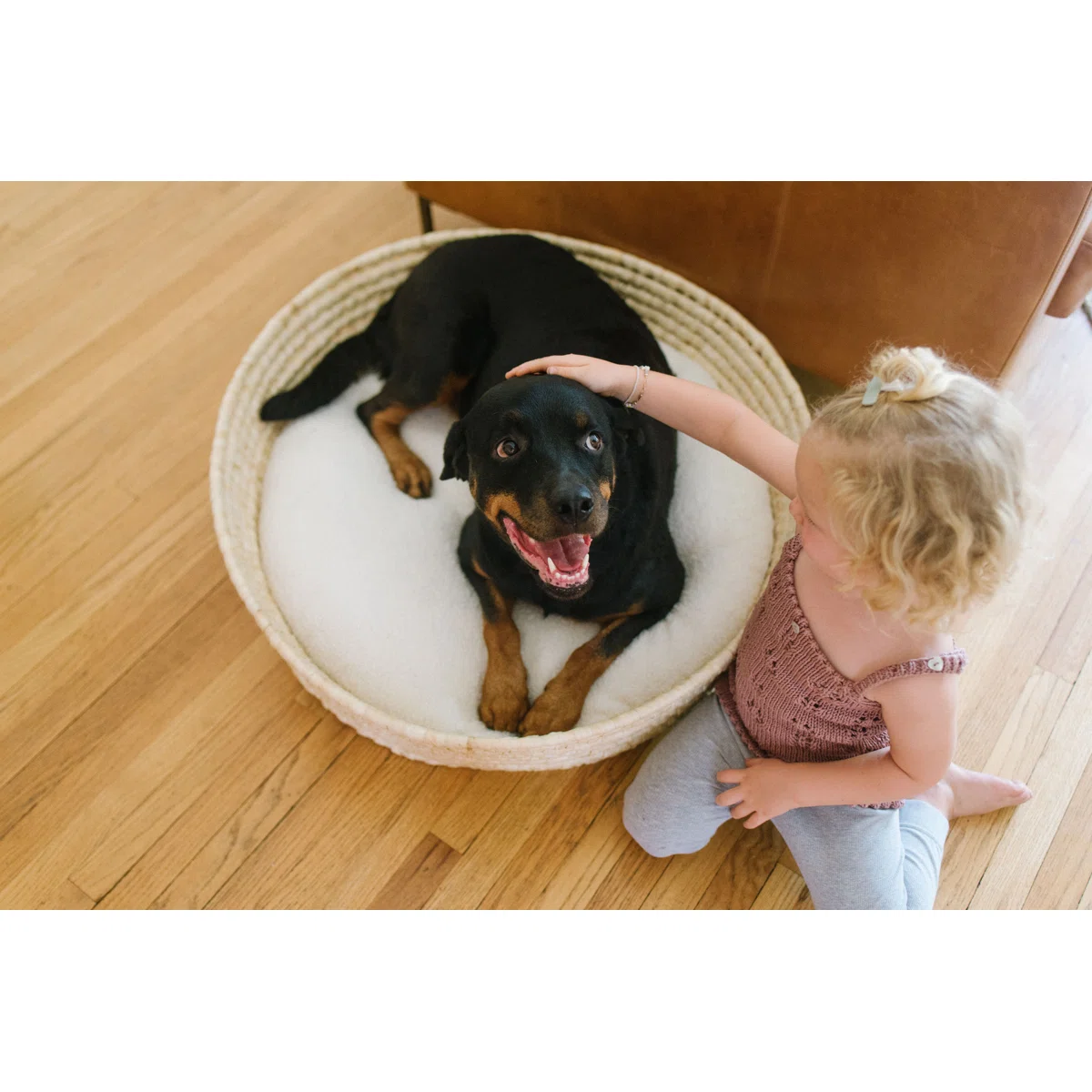 Child petting a blessed  Rottweiler sitting successful  a circular  canine  furniture  connected  a woody  floor