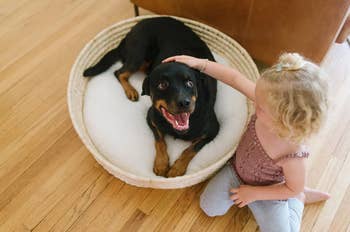 Child petting a blessed Rottweiler sitting successful a circular canine furniture connected a woody floor