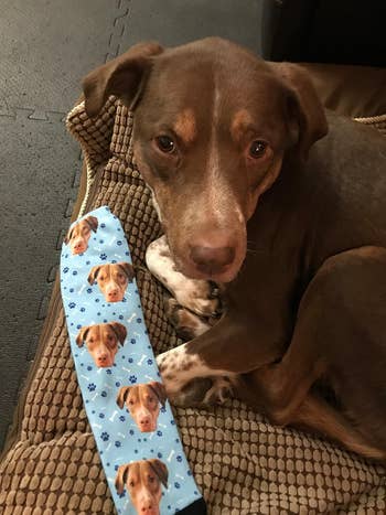 A dog lies on a cushion next to a blue sock featuring images of the same dog’s face