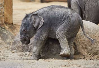 Here Are 13 Baby Animals That You Can Virtually Pet, If That's The Kind Of Thing You Need Right Now Here Are 13 Baby Animals That You Can Virtually Pet, If That's The Kind Of Thing You Need Right Now