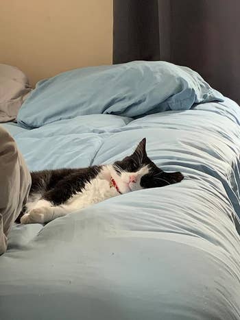 A reviewer's cat sleeping on the blue mattress topper