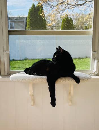 a black cat sitting on the window perch