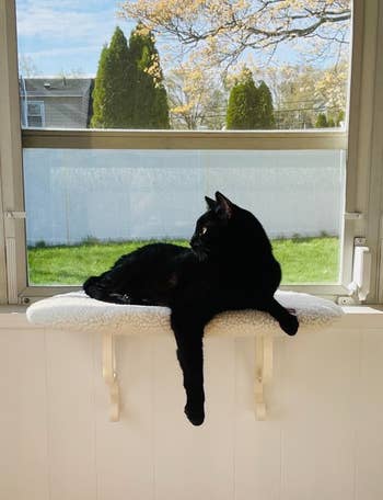a reviewer's black cat sitting on the window perch