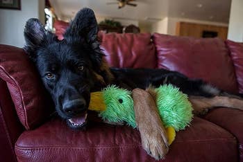 A dog laying on the couch with the stuffed green duck