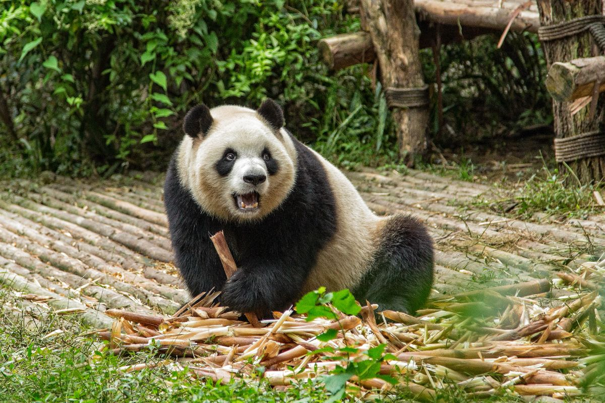 guess my favorite animal buzzfeed