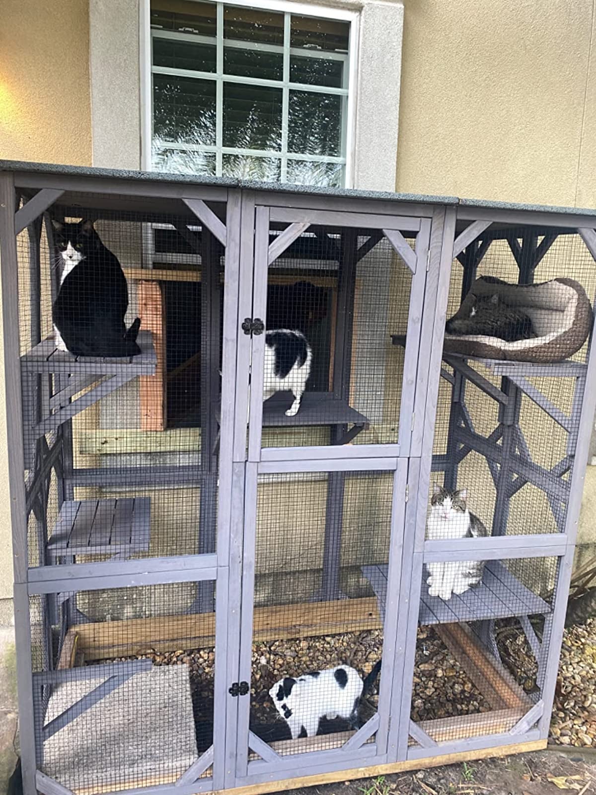 A reviewer's enclosure in front of an open window with five cats inside