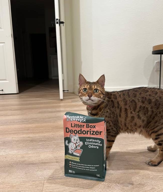 A Bengal cat standing next to a package of litter box deodorizer on a home floor