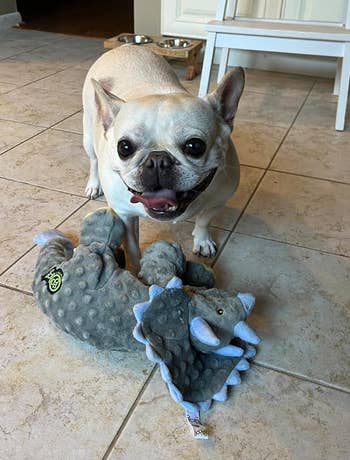 reviewer's french bull dog with dinosaur plushie