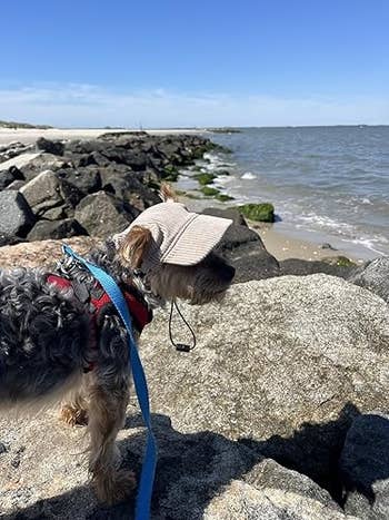 Small dog wearing a cap stands on rocky beach looking at the ocean