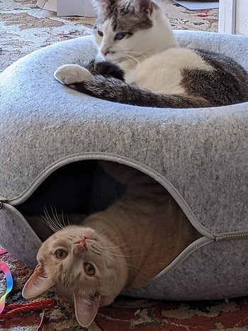 one cat on top of the gray tunnel bed, and the other inside the tunnel with its head poking out