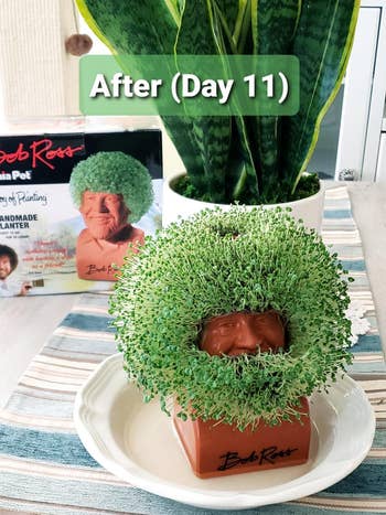 the same reviewer's chia pet after 11 days with a huge green afro and beard
