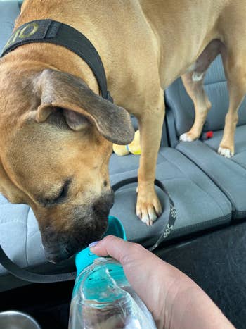 Dog lasting  successful  a car   drinks from a portable h2o  vessel  held by a person