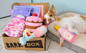 dog poses with a box full of treats and bakery themed toys 