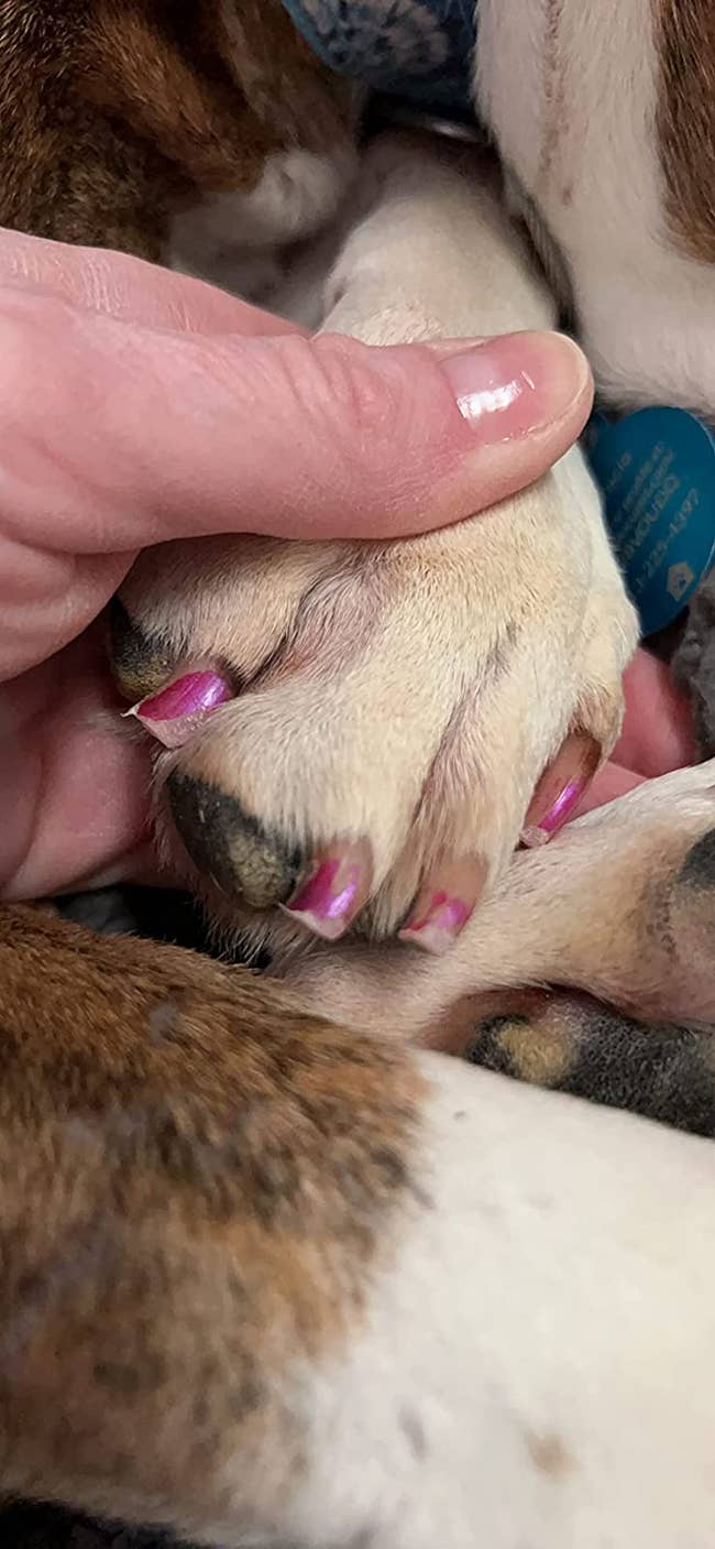 A reviewer's dog's trimmed nails