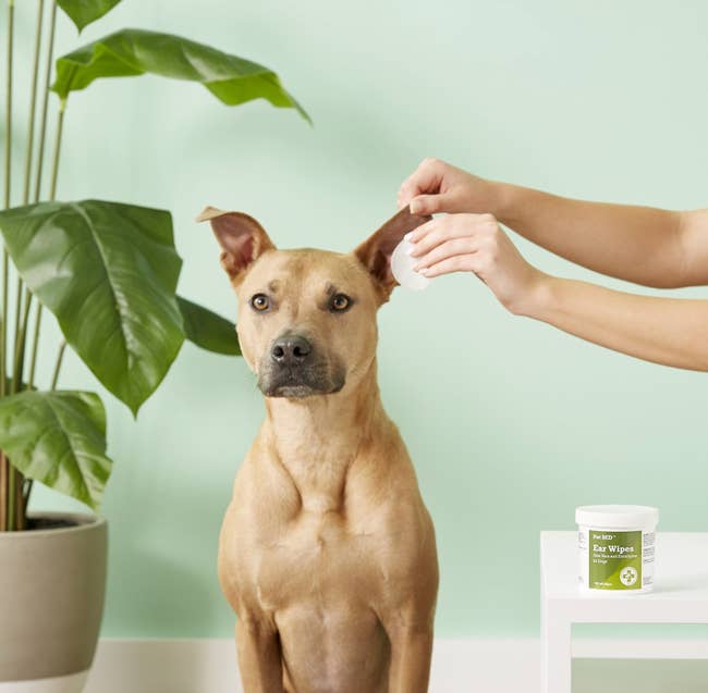 an owner cleaning their dog's ear with a wipe