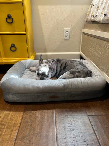 BuzzFeed employee's dog laying in the medium size bed in gray