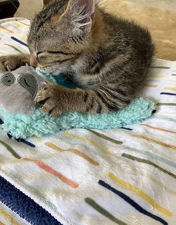 reviewer's cat napping on the sloth purring toy