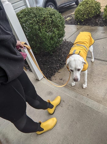 reviewer wears same boots in yellow while walking dog in a raincoat outside