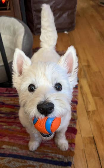 A small white dog holding an orange and blue ball in its mouth standing on a multicolored rug